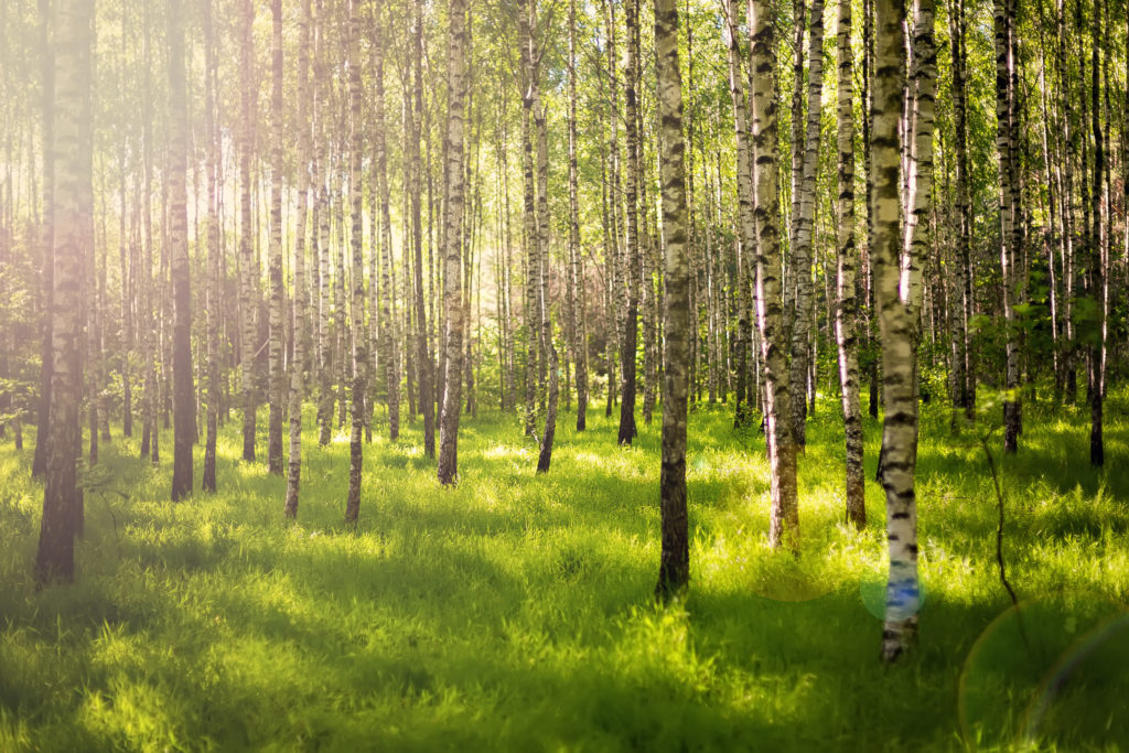 Image of a summer forest