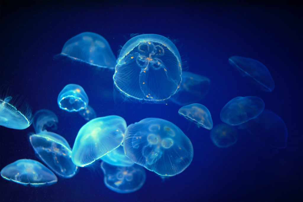 Jellyfish swimming in water